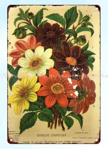 cool wall art 1880s W Atlee Burpee Seed Catalog DAHLIAS flowers metal tin sign