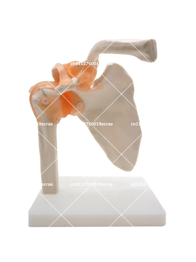 Anatomical Human Shoulder Joint Model with Ligaments, Skeleton Anatomy Educational Tool for Medical Study