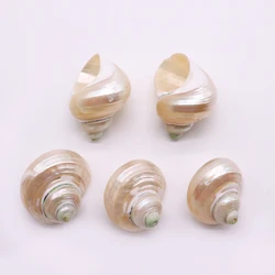 Sparkling White Turbine Shell Pendant Natural Mother of Pearl Hermit Crab Beach Necklace Pendant Accessory Decoration Party Gift