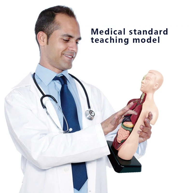 Human Body Model With 7 Removable Organ Models,Educational Organ Anatomy Model For Biological Science Learning