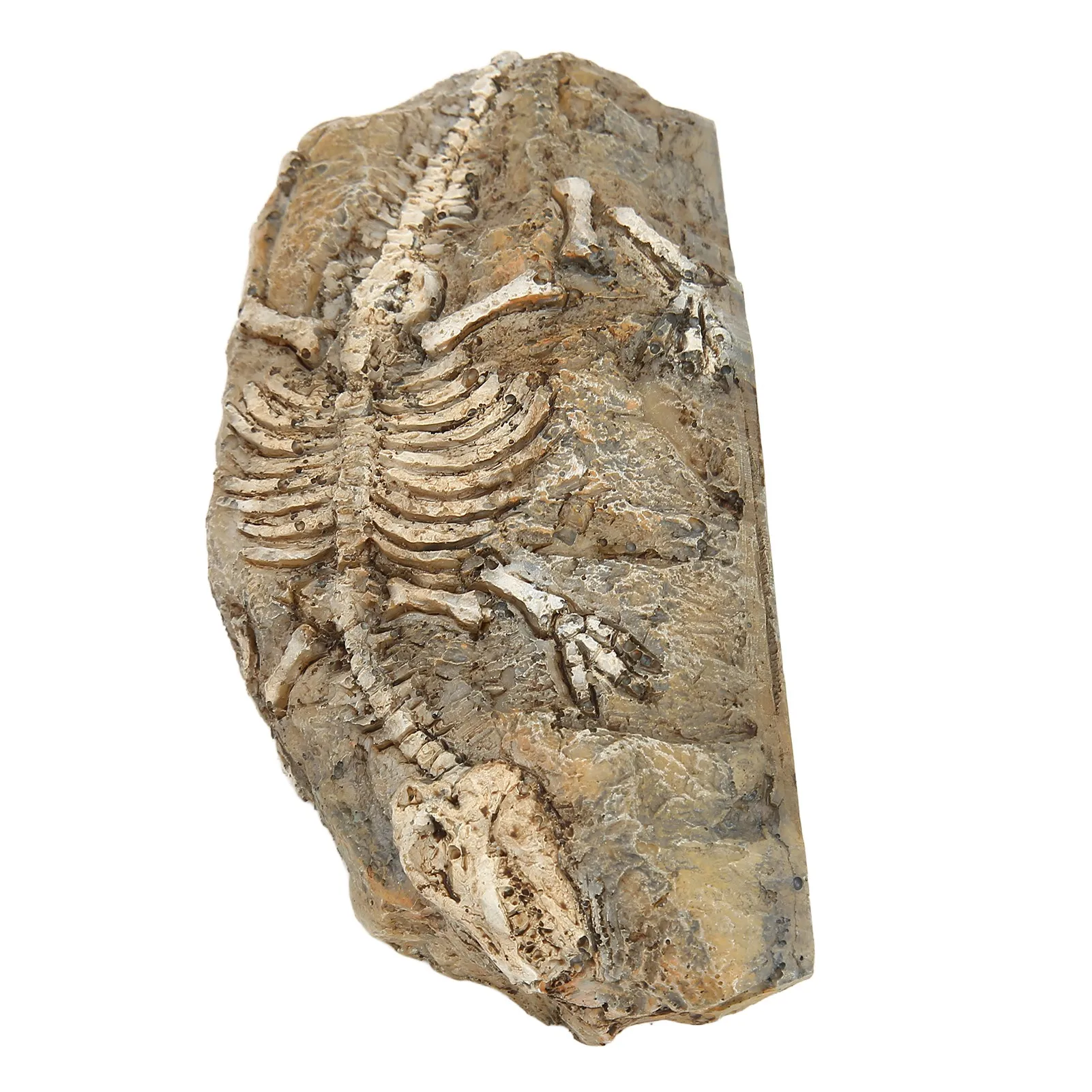 

Simulation Dinosaur Fossil Decoration Resin Reptile Dinosaur Fossil Rock Hideout For Fish Tank Aquarium