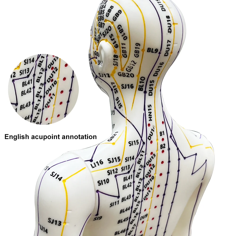 Thumbnail 4 - #11 Best Acupuncture Models to Buy In 2026