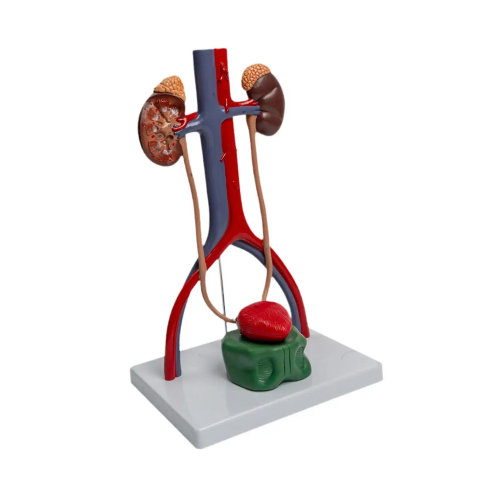 نموذج مظاهرة الجهاز البولي التناسلي تعلم العلوم نموذج الأعضاء التناسلية البشرية إمدادات التدريس نموذج هيكلي كلوي للهدايا