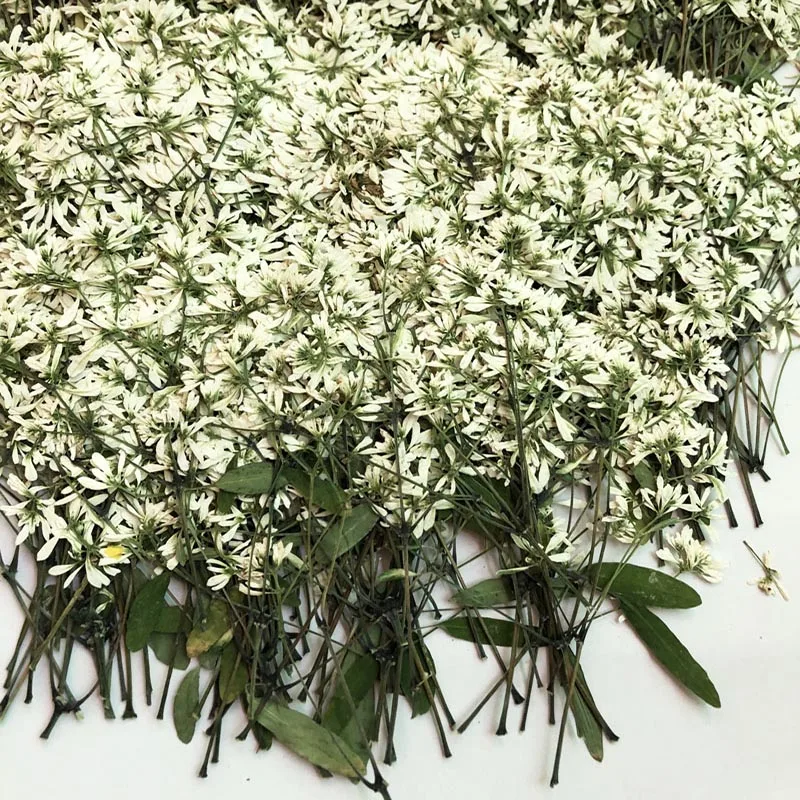 30pcs Dried Pressed White Euphorbia Graminea Stalk Flower Plant Herbarium For Jewelry Bookmark Postcard Phone Case Craft DIY