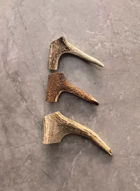 Original antler corner, materials, unique horn, appointed antlers