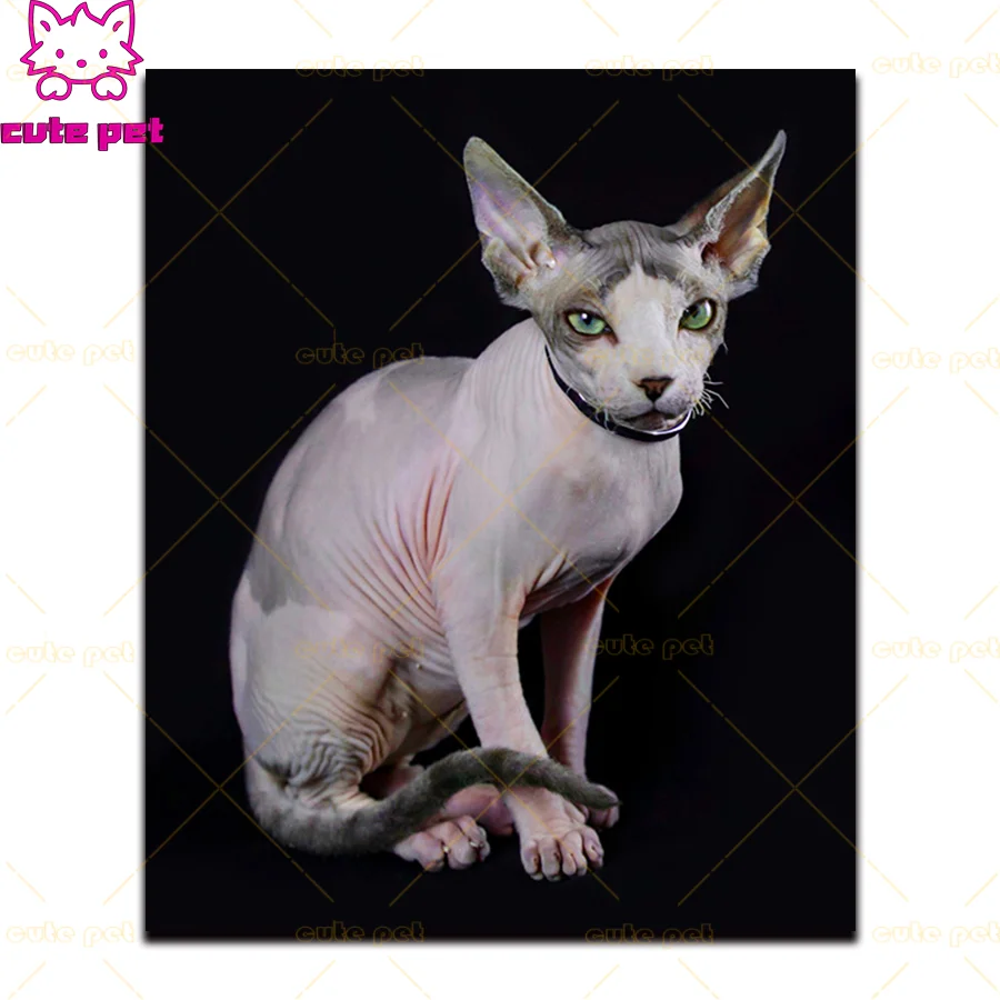 Diy Diamond Painting Animal anadian Hairless Cat Mosaic Drill Resin Full Square Embroidery 3D Needlework Cross Stitch Kits decor