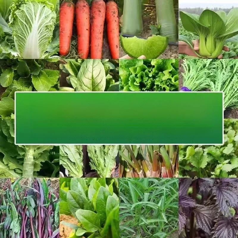 Semillas de Vegets, Paquete de Cuatro Semillas Mixtas de Cilantro, Lechuga, Fresa y Chile para Jardinería y Cocina