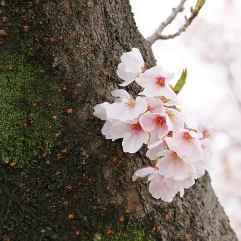 

Metal upgrade, rod, shock absorber, rod seat, shock mount, suit, for Mn model 1/12 MN78 RC Car parts