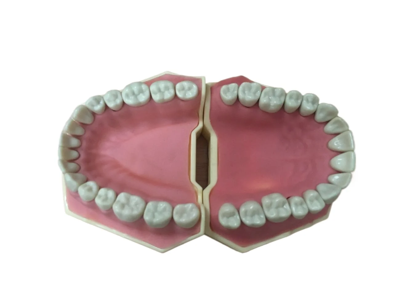 

Dentals printing daily clearance Dentals training products Dentals jaw models