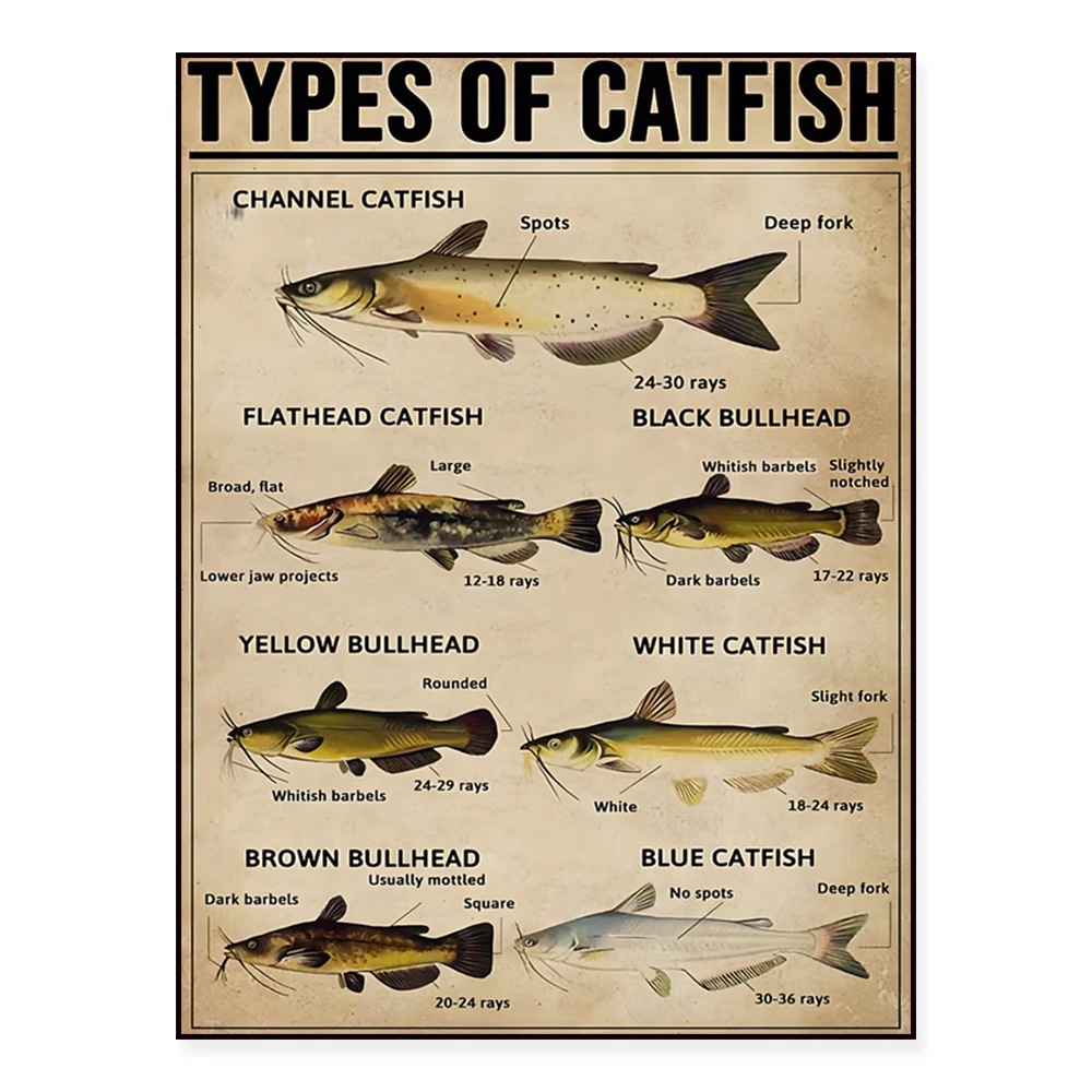 Catfish species, channel catfish, yellowhead catfish, white catfish, blue catfish, catfish information poster, marine life