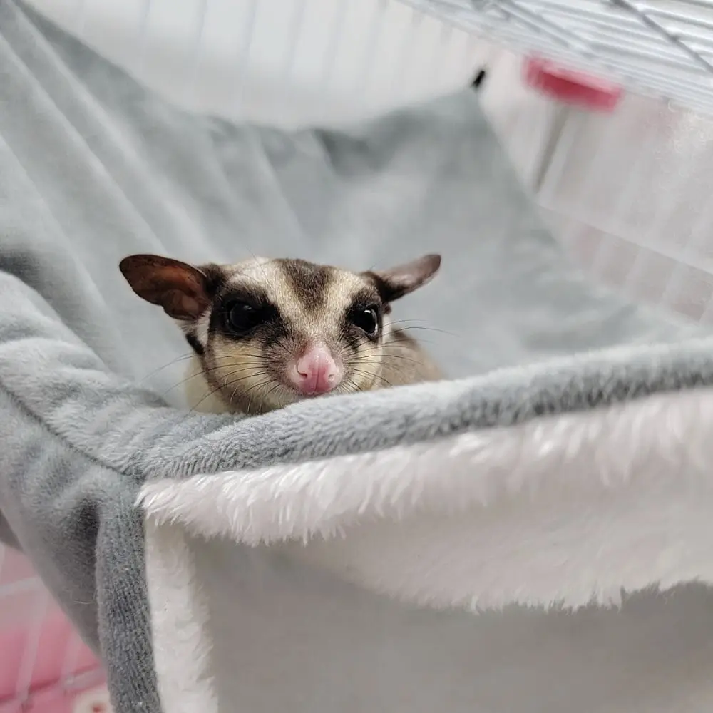 Hamac à Hamster en peluche Double couche, sac de couchage épais et chaud pour Hamster, suspendu, Cage à Rat confortable, maison pour Cage pour animaux de compagnie