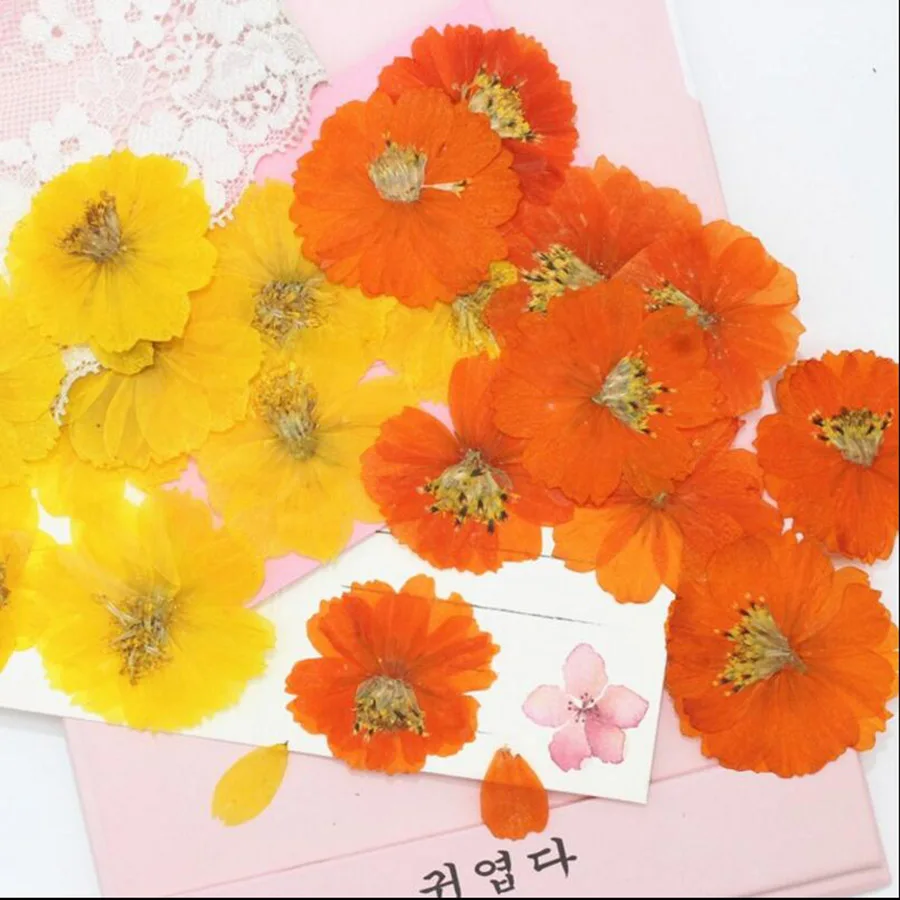 

250pcs Pressed Dried Cosmos Sulphureus Cav. Flower Plant Herbarium For Jewelry Postcard Phone Case Bookmark Scrapbook DIY