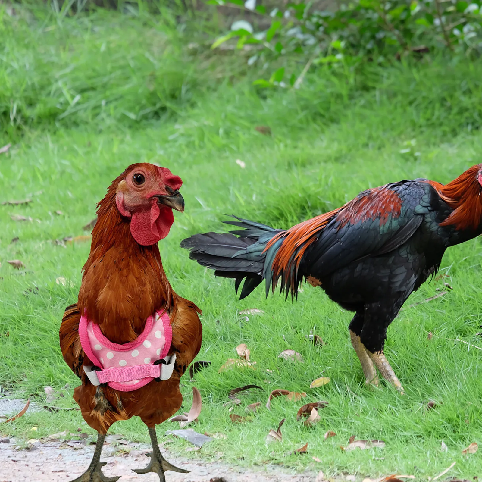 

Chicken Harness Adjustable Polyester Hen Vest Comfortable Outdoor Leash Pulling Rope Pet Rooster Costume Chicken Harness
