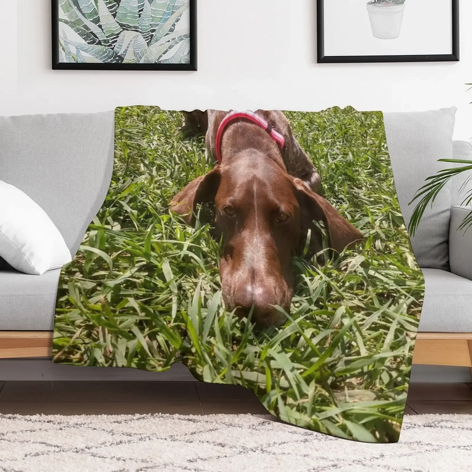 New Summer Days with a Sharp-eyed Companion: A German Shorthair Pointer on the Hunt Throw Blanket Designers Sofa Quilt Blankets