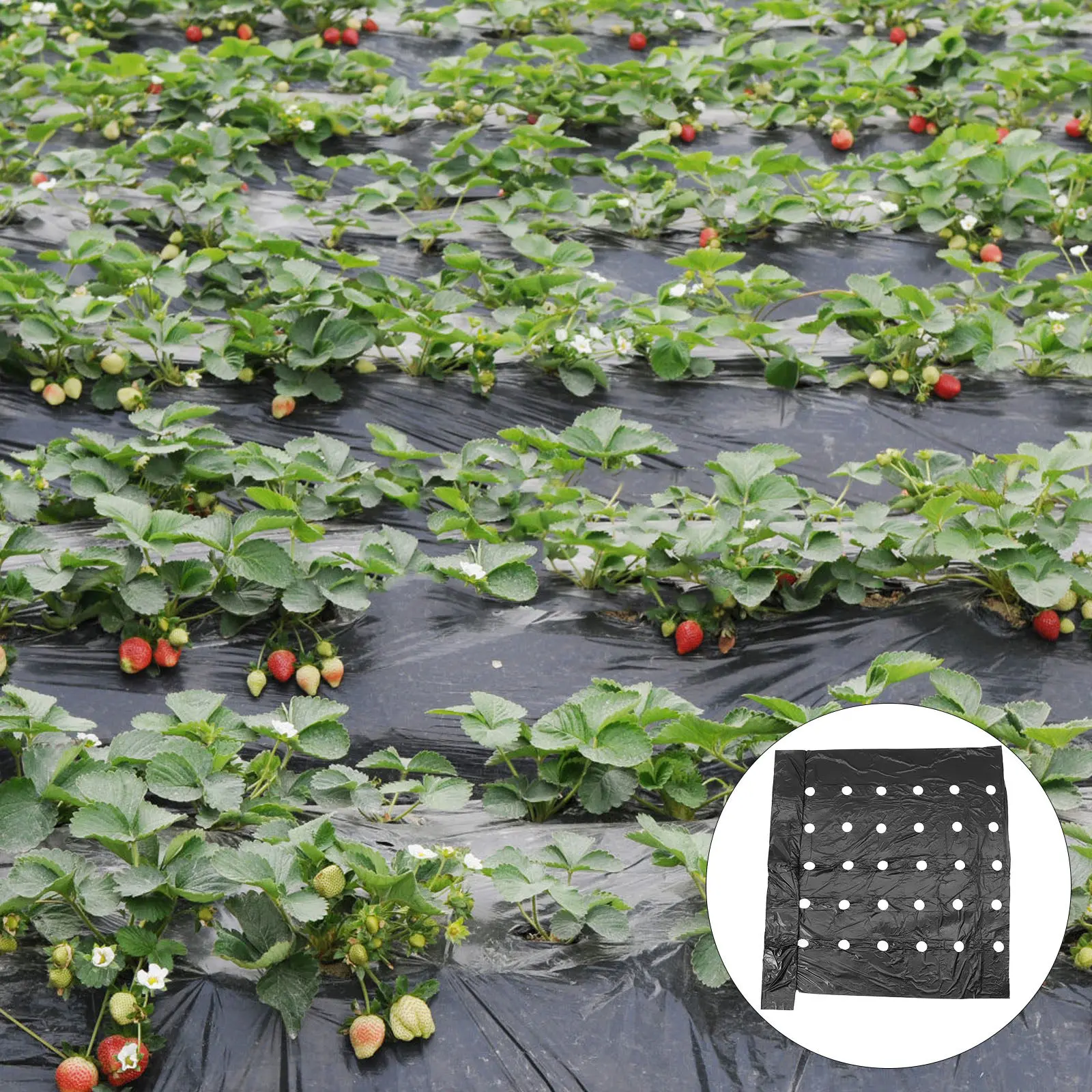 Agricultural Perfor…