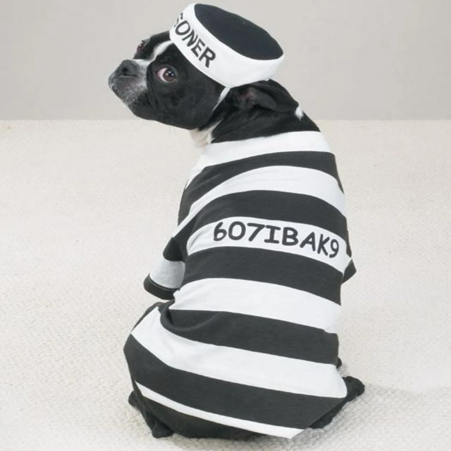 Adorable, charming, and stylish prisoner dog costume - a must-have for Halloween! Make a fashion statement and have a blast with