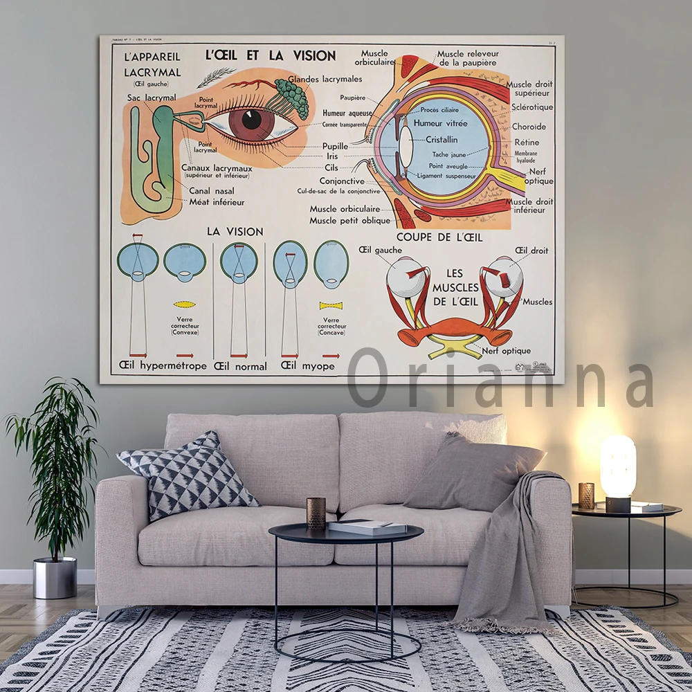 Anatomy Human Body Sciences Vintage Large Stunning French School Poster Double-Sided The Eye And Vision The Ear And The Nose