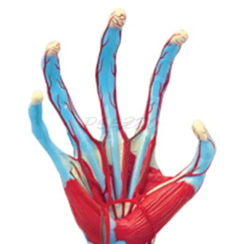 Brinquedo 4D Human Hand Assembly, Modelo Anatômico dos Órgãos da Mão Humana, Modelo de Ensino Médico