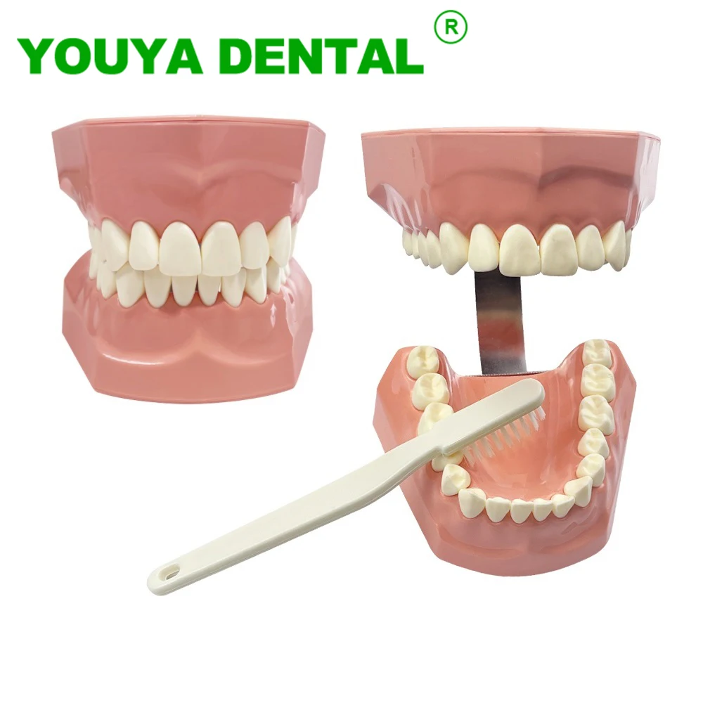 

Dental Demonstration Education Model Brushing Teeth Teaching Studying Model With Toothbrush Standard Typoodnt Dentistry Products