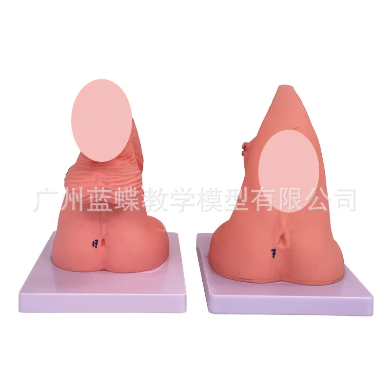 

PVC Number MARKED Human Urethral Catheterization Model Anatomy of Internal and External Genitalia