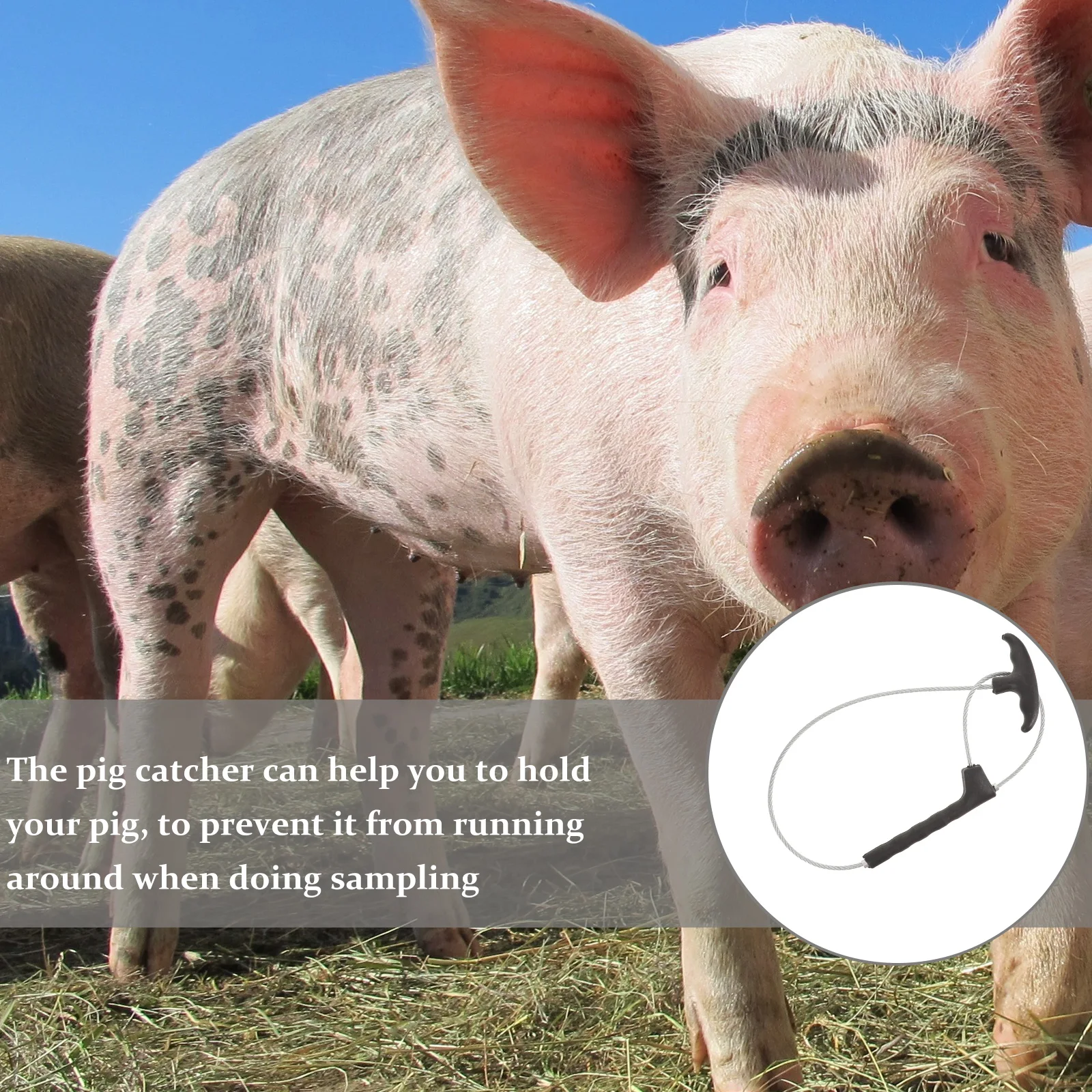 

Stainless Steel Pig Holder Catcher Adjustable Wire Snare Livestock Baoding Rope Tool For Pigs Lamb Cattle Sheep Farm