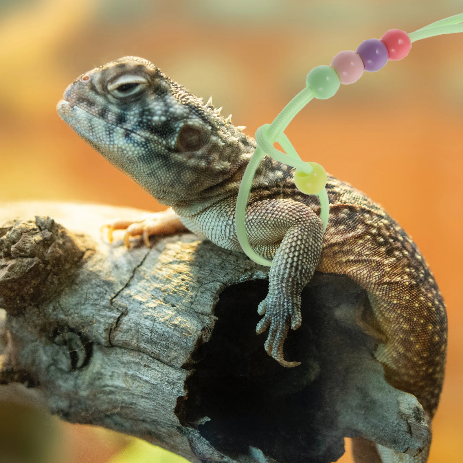 

Lizard Rope Luminous Leash Reptile Hauling Cable Green Lizards Outdoor Traction