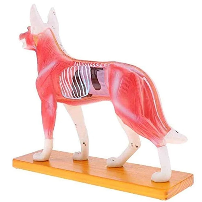 Modelo anatómico de perro para acupuntura, anatomía de acupuntura, modelo de punto del cuerpo del perro con 72 puntos de acupuntura, modelo de estudio