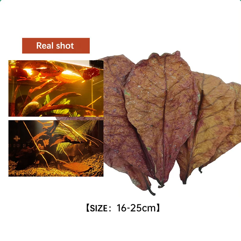 10pcs Natural Terminalia Catappa Leaves Aquarium Fish Tank Cleaning Tools Water Treatment Balance PH Acidity Almond Leaf