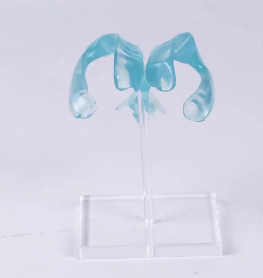 نموذج تهوية شفاف للعلوم الطبية مع قاعدة عرض هيكل تشريحي للدماغ للتدريس الطبي