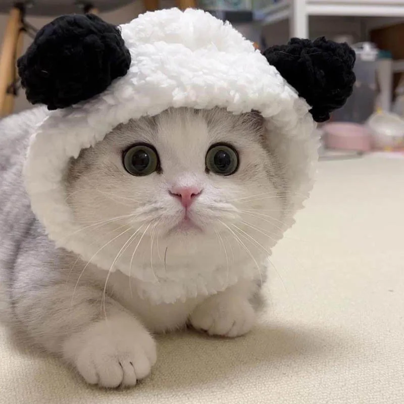 Pabbit Ear Pet Hat 6