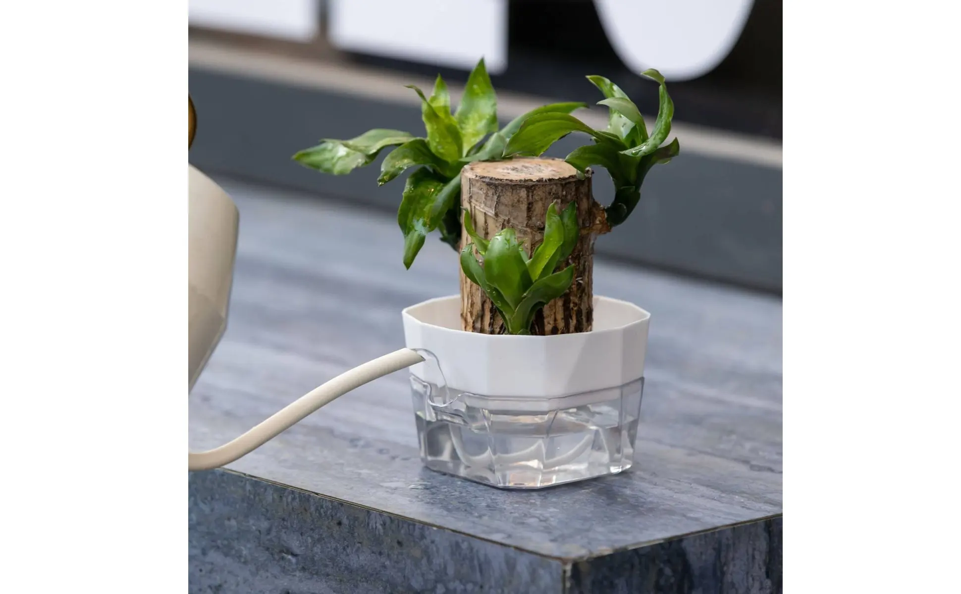 Hydroponic Bulb Vase 2-Tier Design Bulb Forcing Pot Automatic-Watering Planter Transparent Base Flower Pot for Plant Lovers Hydroponic Bulb Vase 2-Tier Design Bulb Forcing Pot Automatic-Watering Planter Transparent Base Flower Pot for Plant Lovers