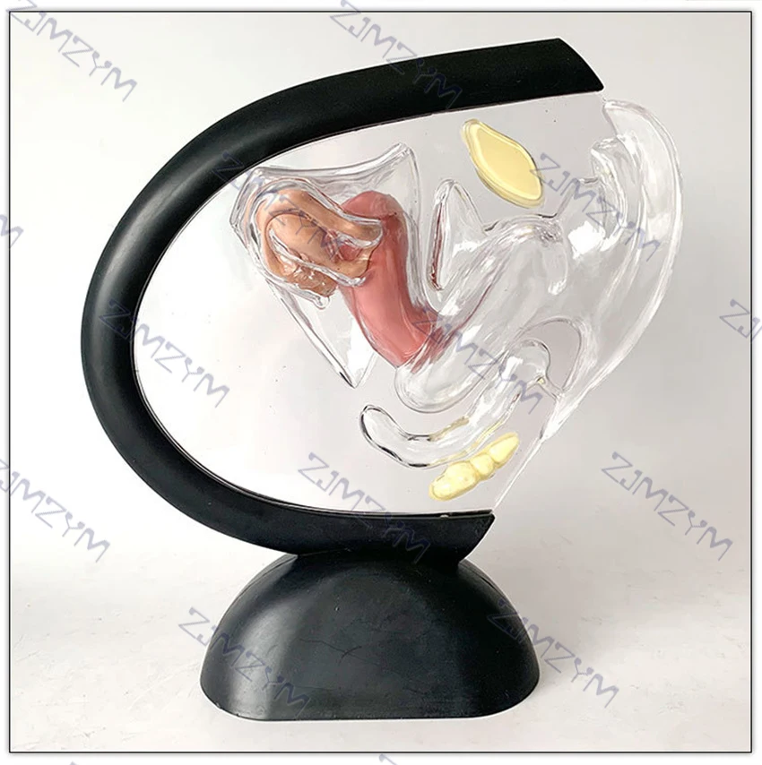 Modelo de sistema reproductor femenino, modelo de útero transparente, modelo anatómico femenino para enseñanza o presentaciones médicas