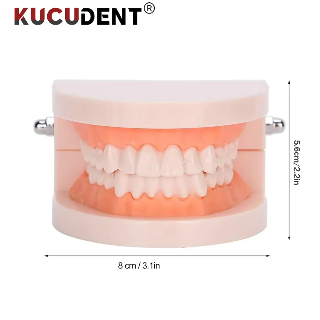 Dental Teeth Model Standard Teaching Adult Typodont Demonstration Denture Model for Students Teaching Learning Dentist Lab Tools