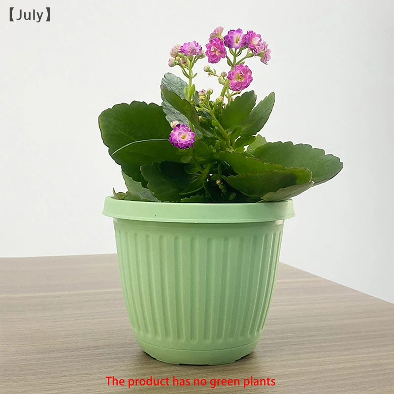 壁掛けクロロフィツムポットフラワーポットセラミック屋外プラスチック多肉植物プランター