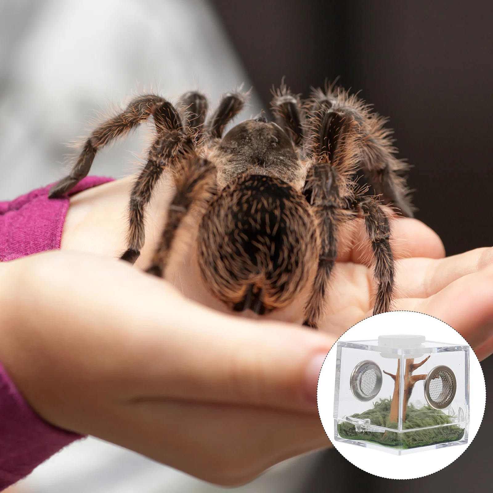 

2 set 1 Set Acrylic Jumping Spider Habitat Box High Transparent Breeding Container For Insects Snails Reptiles Lightweight Pet