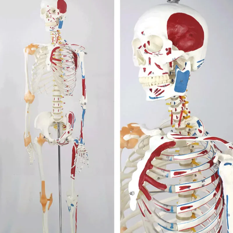 ENOVO Medical 170cm Human.Skeleton Model Musculoskeletal Specimen Anatomy Spine Department Of Orthopedics Teaching Supplies