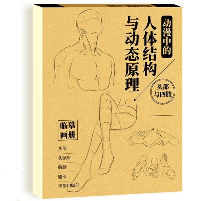 Anime Human Anatomy and Dynamic Principles Special Training Tracing Book for Human Structure Drawing Basic Hand Drawing Textbook