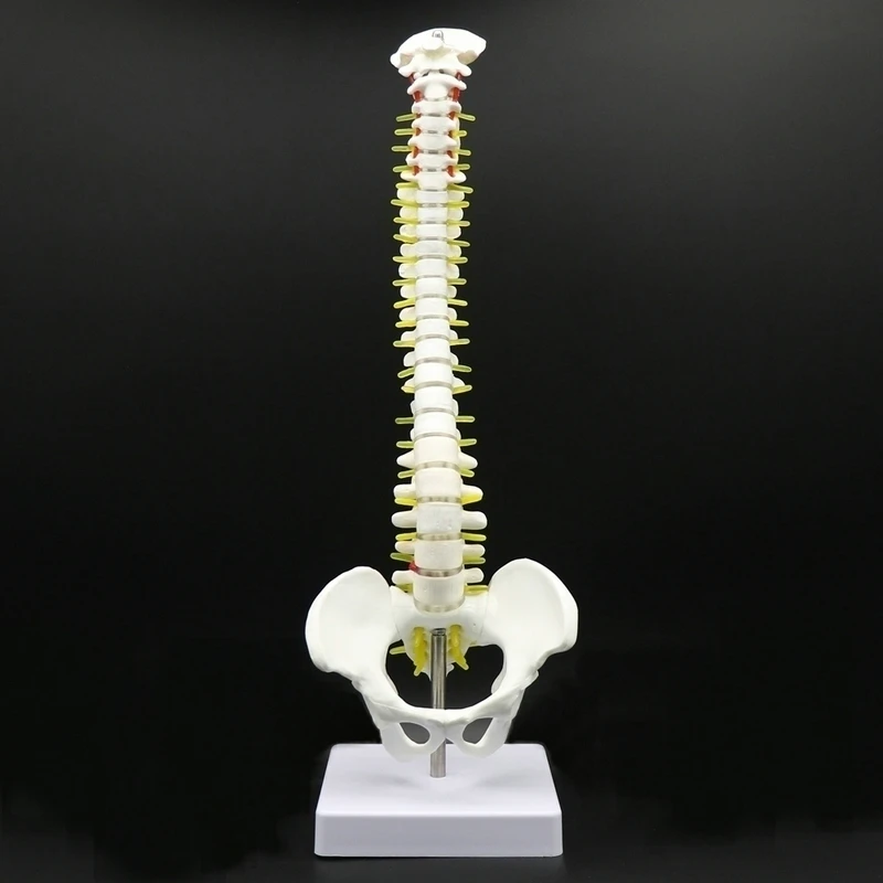 45CM Human Spine with Pelvic Model Human Anatomical Anatomy Spine Medical Model spinal column model+Stand Fexible