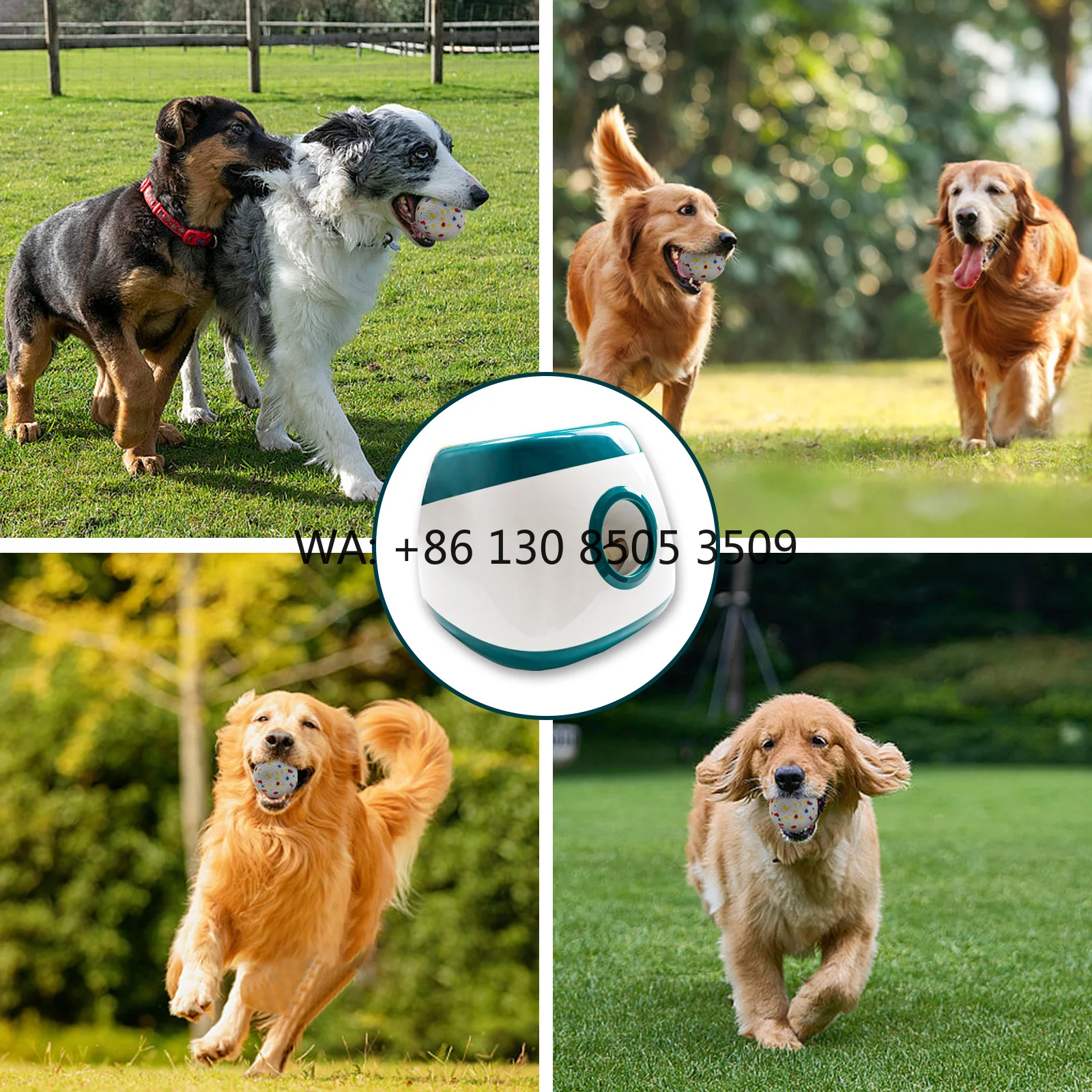 

Original Factory Big Size Ball Thrower for Dog Automatic Upgraded Dog Ball Launcher With 2.5'' Etpu Balls Indoor and Outdoor