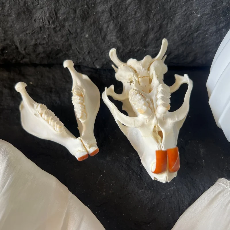 1/2/3/5/10Pcs Real Skull Crafts Coypu Skull for DIY Decorative Collection Educational Taxidermy Teaching Model Display