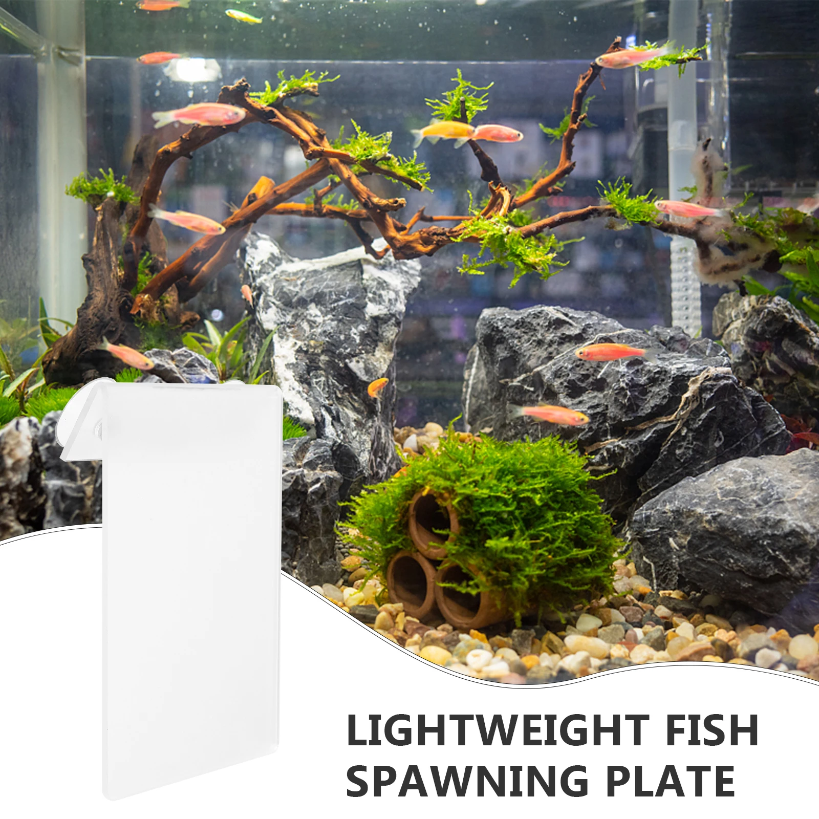 

Fish Breeding Convenient Breeding Plate Acrylic Spawning Plate for Tanks Lightweight Detachable Breeder Suction Cup Design