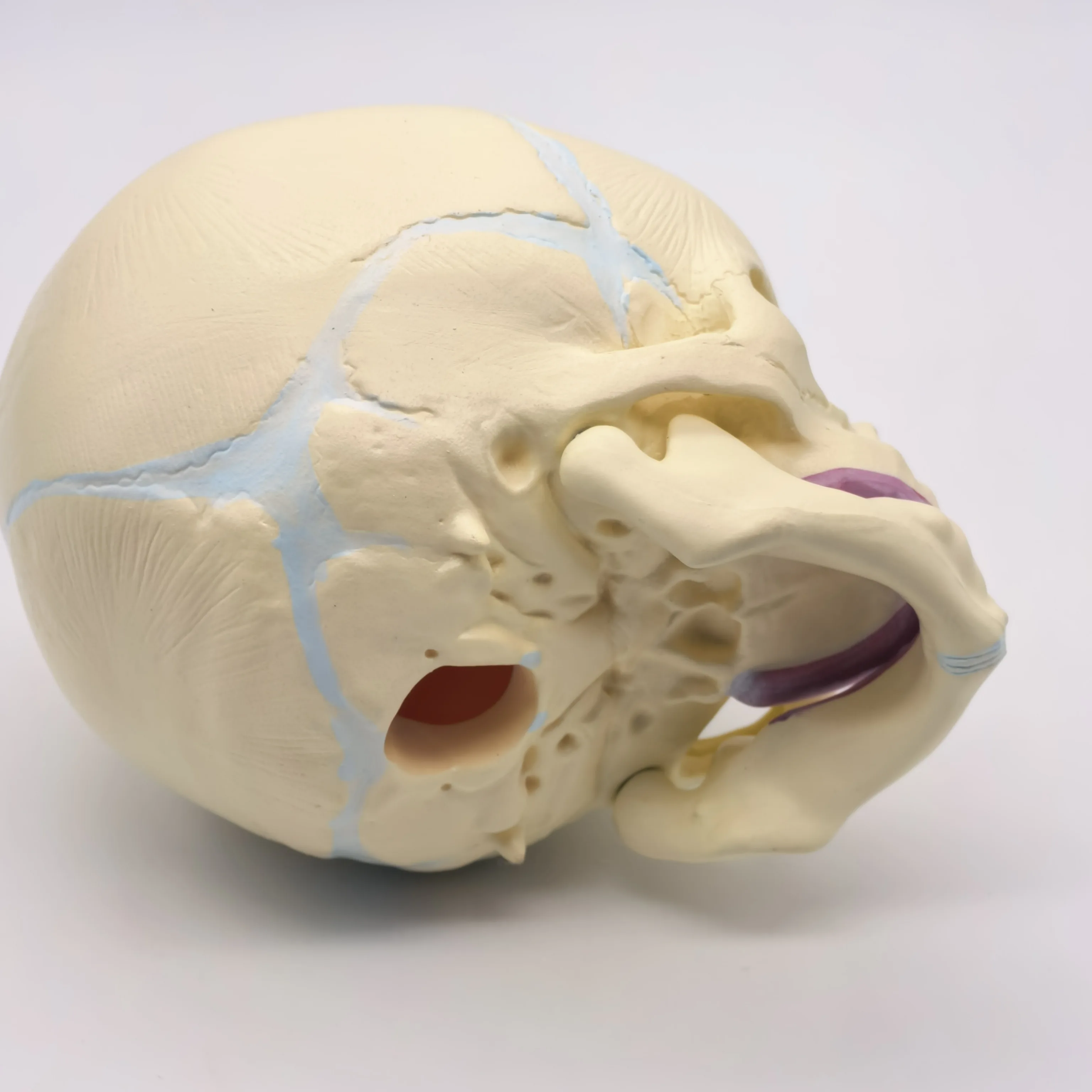 PVC Human Fetal Baby Infant Anatomical Skull Model High Simulation for Medical Art Sketch Educational Toy