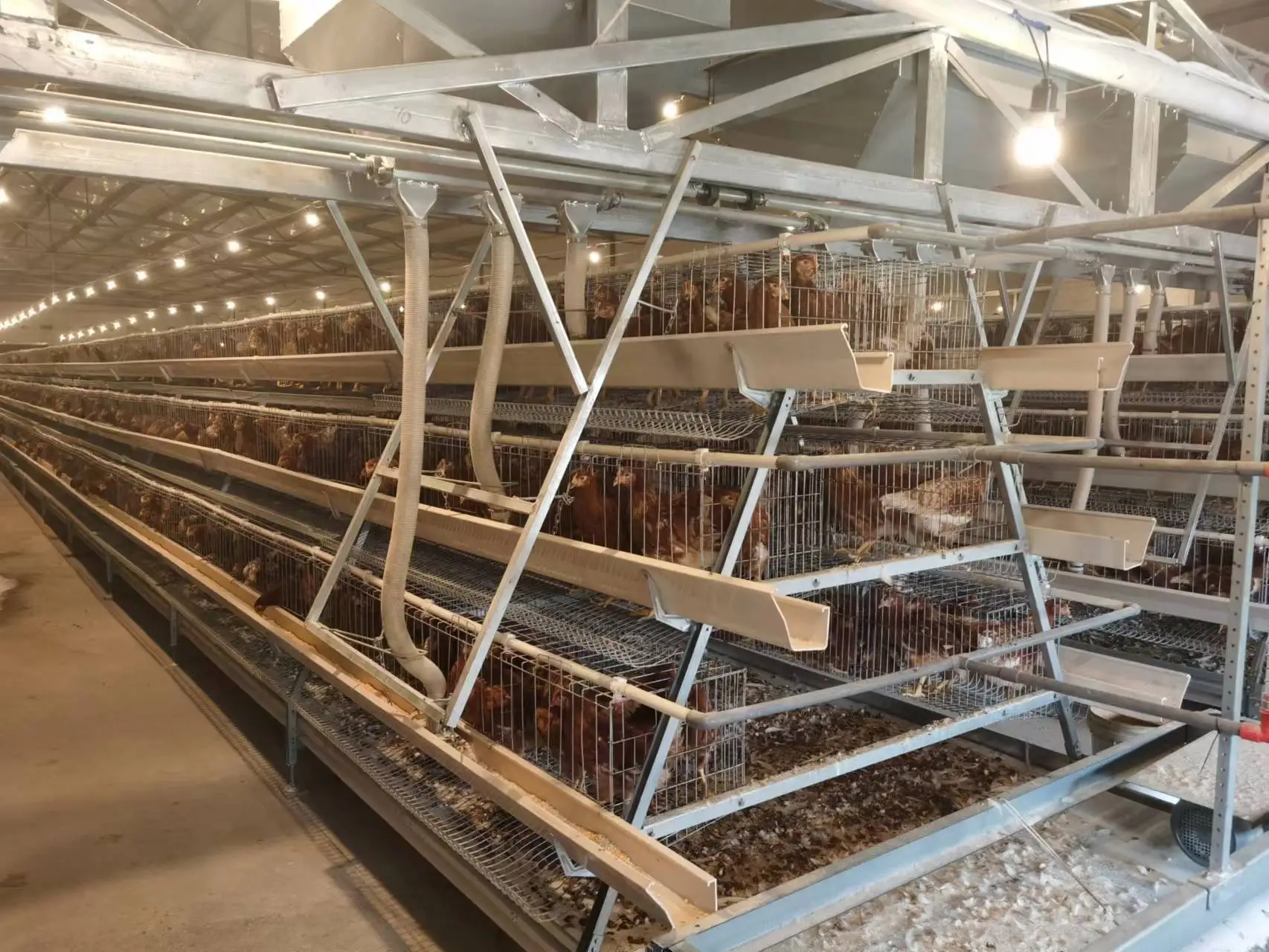 Bird Feeding Equipment for Wholesale Battery Farming Machine with Automatic Drinking Nipple