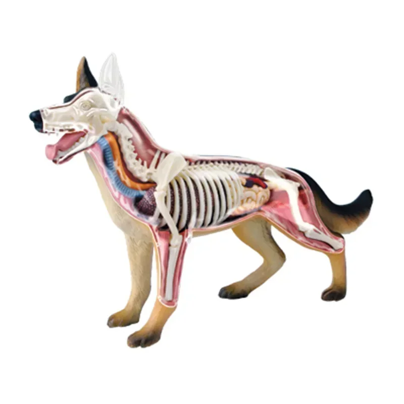 Dog Biology Organ Anatomical Model Medical Teaching Model Tool 4D Assembling Toy Animal