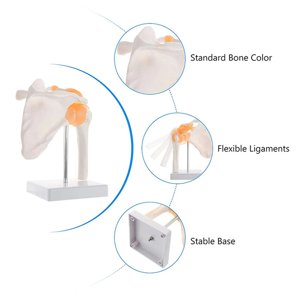성인 기능성 해부학 수명 크기 인체 해부학 골격 어깨 관절 뼈 근육 모델, 과학 교육 학습 도구