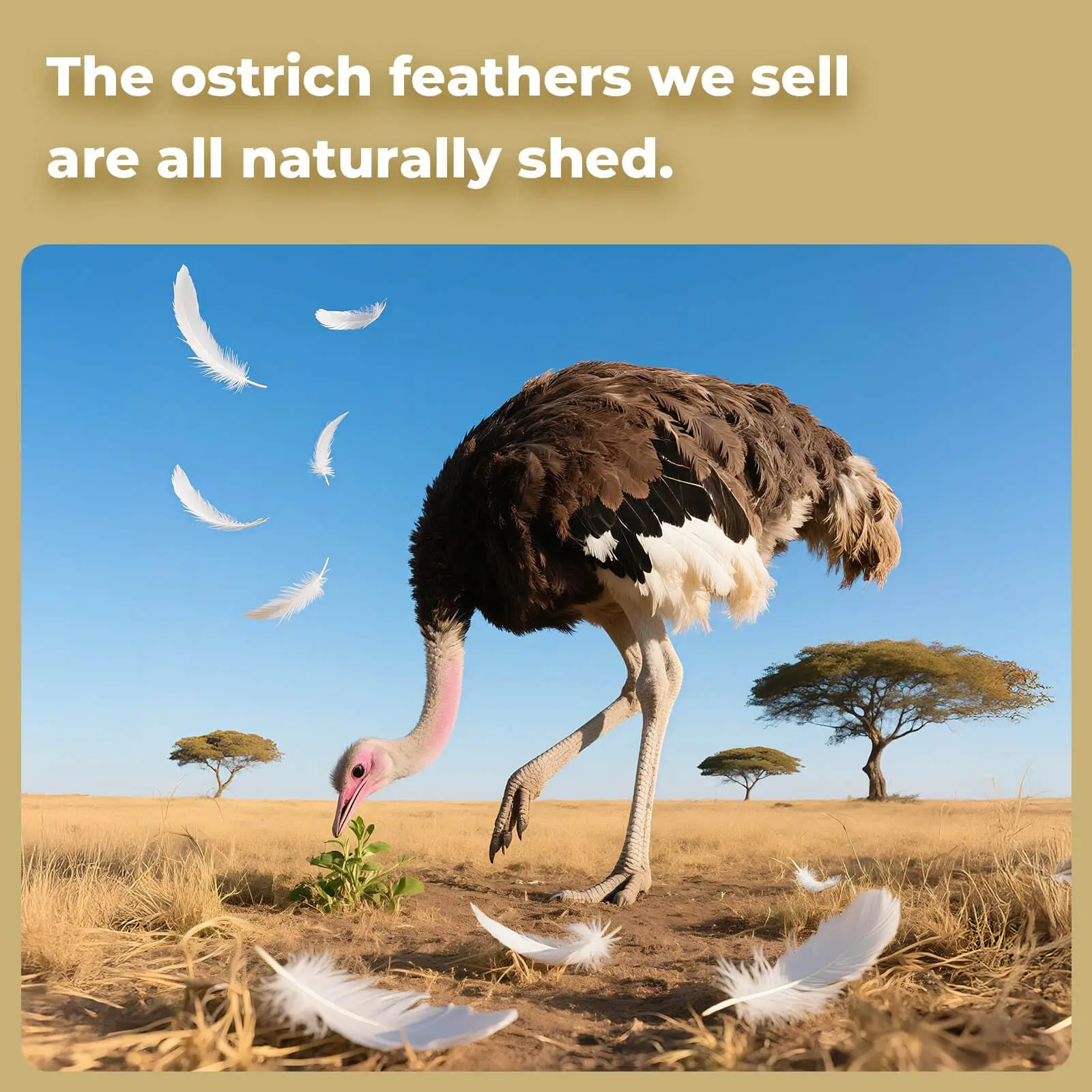 Natural White Ostrich Feather 15-20cm Plumes for DIY Clothes Crafts Dream Catcher Wedding Decorations Soft Ostrich Feathers