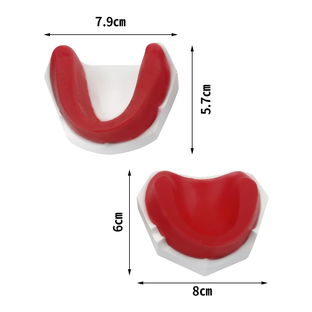 Fogászati edentulous Gipsz fogak manöken Állcsont Padlóbeeresztő Cakk manöken Begiszpel basenu számára Fogászat studying Nevelésügy Edzés Begyakorlás