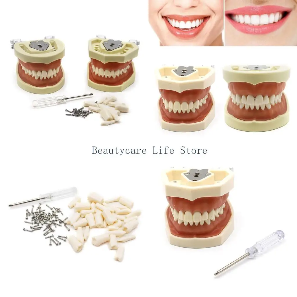 652C Dental Teeth Teaching Model with A Screwdriver Teeth Dental Demonstration Model Tooth Model Anatomical Teeth Model