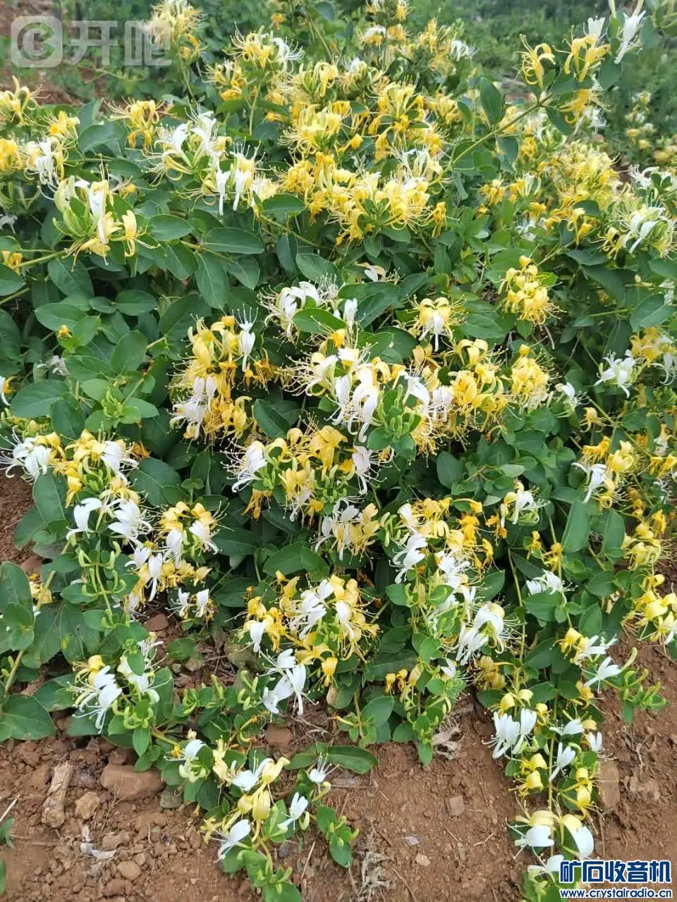 

Комплект из 4 мягких резиновых шин 115 мм (1.9 дюйма) для радиоуправляемых краулеров 1/10: Axial SCX10 Pro, Capra, Trxs, TRX4, RC4WD, D90, Redcat