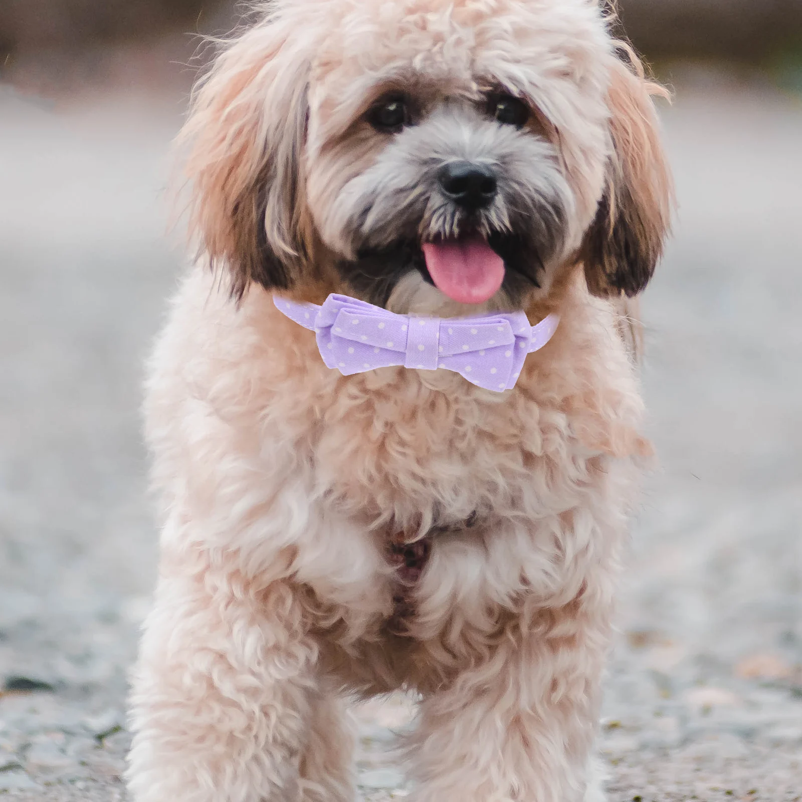 

Adorable Dog For Small Dogs Bow Tie for Small Dogs Adjustable Cotton Pet Dog Collar Bow Tie Accessories Holiday Style